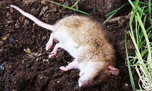 deratizace dezinsekce dezinfekce Praha