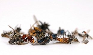 dezinsekce deratizace dezinfekce