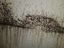 Jak se zbavit štěnic