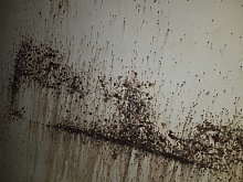 Jak se zbavit štěnic 2