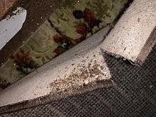 Jak se zbavit štěnic 4