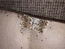 Jak se zbavit štěnic 5