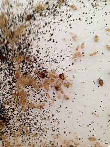 Jak vypadá kousnutí od štěnice 6