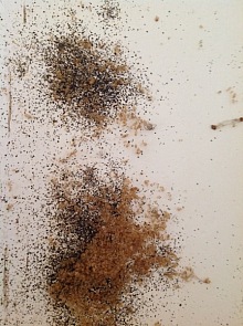 Jak vypadá kousnutí od štěnice 7