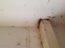 Jak vypadá kousnutí od štěnice 8