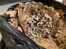 Jak zlikvidovat sršně 13