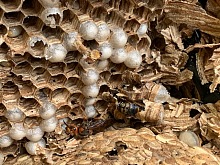 Jak zlikvidovat sršně 14