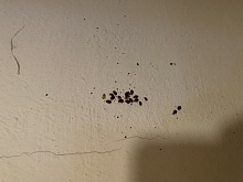 Sprej na štěnice 2