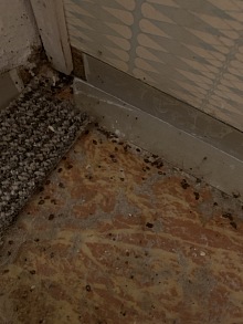 Sprej na štěnice 6