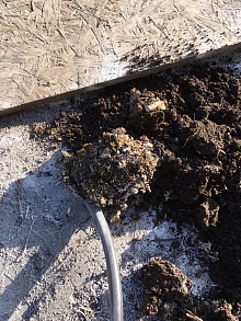 alergie na vosí bodnutí