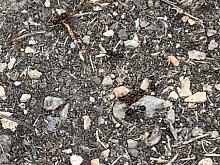 Jak se zbavit mravenců v bytě 10