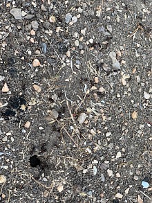 Jak se zbavit mravenců v bytě 11