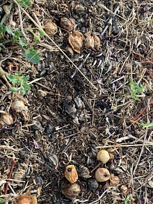 Jak se zbavit mravenců v bytě 12