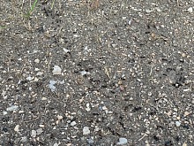 Jak se zbavit mravenců v bytě 5