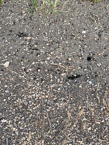 Jak se zbavit mravenců v bytě 6