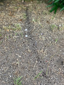 Jak se zbavit mravenců v bytě 7