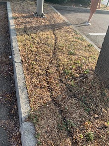 Jak se zbavit mravenců v bytě 8