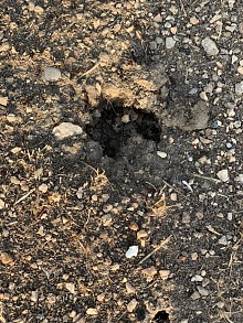 Jak se zbavit mravenců v bytě 9