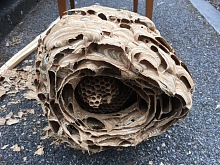 deratizace sršňů 1