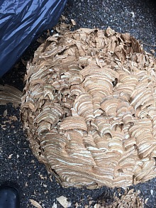 deratizace sršňů 2