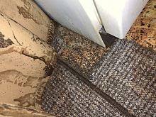 Deratizace štěnic cena 