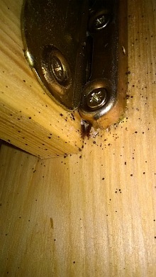 dezinsekce štěnic 1