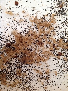 dezinsekce štěnic Praha 7