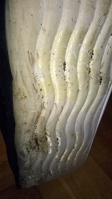 dezinsekce štěnic 11