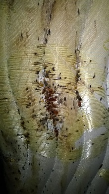 dezinsekce štěnic 14