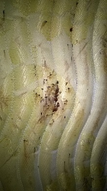 hmyz štěnice deratizace 1