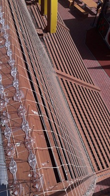 bodce proti holubům