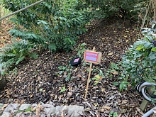 Hubení potkanů Praha 7