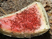 jak se zbavit mravenců 2