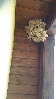 likvidace sršňů 17