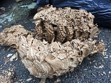 likvidace sršňů 7