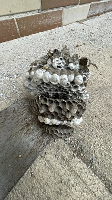 likvidace vosího hnízda 13