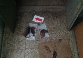 deratizace krys Praha 3