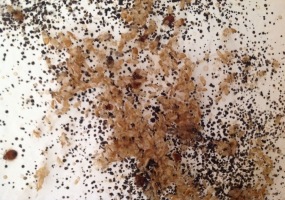 dezinsekce štěnic 3