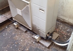 dezinfekce po holubech