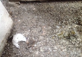 vyklízení půdy 10