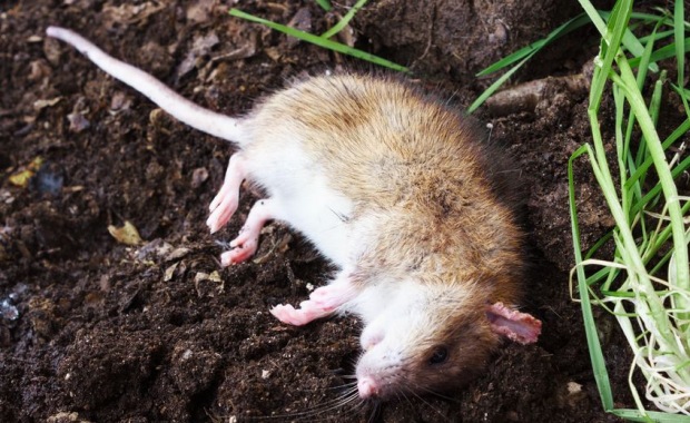 Deratizace Deratizace